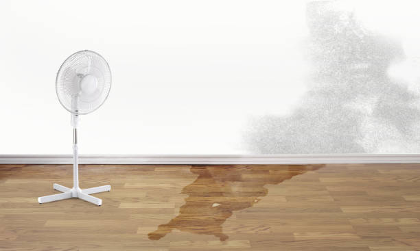 Best Flood damage cleanup  in Nokomis, FL